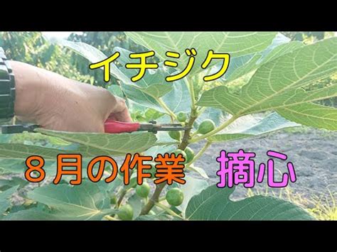 無花果摘心|【イチジクの摘心】のやり方と、やる意味を解説して。